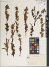 Foto von Salix jessoensis Seemen